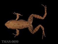 藏品(拉都希氏蛙)的圖片